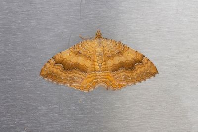 281 Gulvingad fältmätare - Camptogramma bilineatum