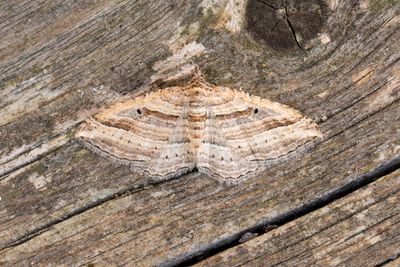 285 Mångstreckad fältmätare - Costaconvexa polygrammata