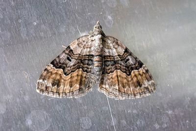 286 Fyrbandad fältmätare - Xanthorhoe quadrifasiata