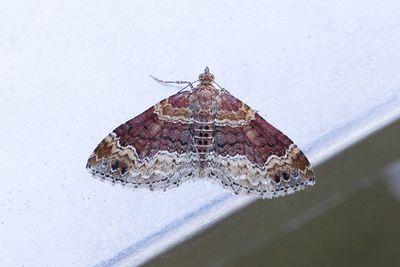 292 Roströd fältmätare - Xanthorhoe ferrugata