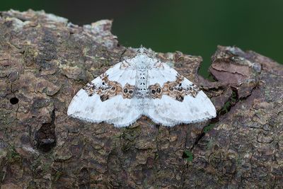 293 Backfältmätare - Xanthorhoe montanata