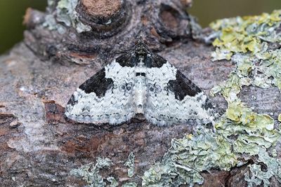 294 Svartfläcksfältmätare - Xanthorhoe fluctuata