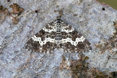 298 Svart mårfältmätare - Epirrhoe tristata