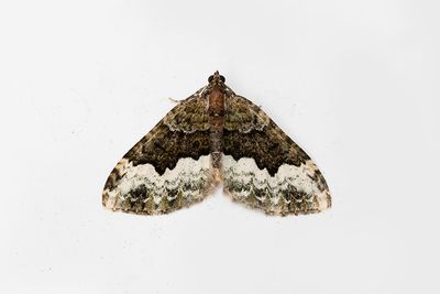 302 Tvåspetsad fältmätare - Euphyia biangulata