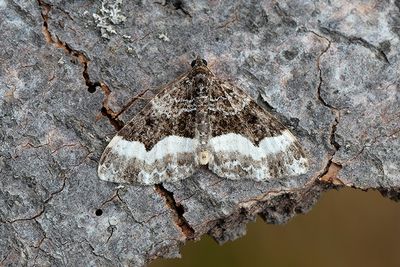 303 EVinklad fältmätare - uphyia unangulata
