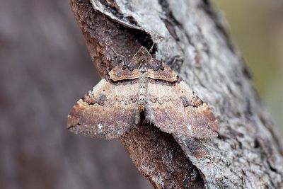 304 Brungul fältmätare - Earophila badiata
