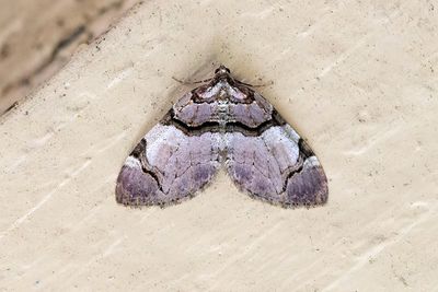 305 Rosenfältmätare - Anticlea derivata