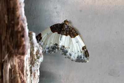 306 Hallonfältmätare - Mesoleuca albicillata