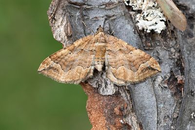 307 Mållmätare - Pelurga comitata