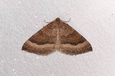 308 Kattostmtare - Larentia clavaria