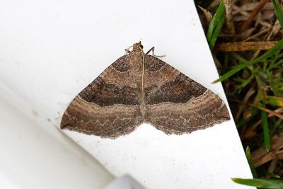 308 Kattostmätare - Larentia clavaria