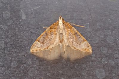 322 Violettgrå parkmätare - Eulithis testata