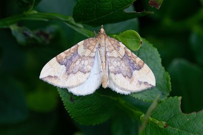 323 Blåbärsparkmätare - Eulithis populata