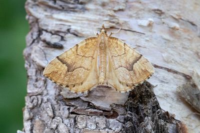 324 Fransfläckad parkmätare - Eulithis mellinata