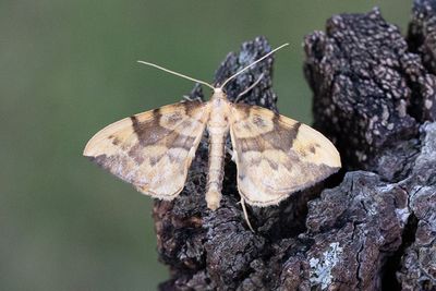 325 Citrongul parkmätare - Gandaritis pyraliata