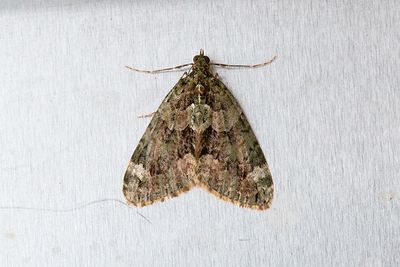 327 Brungrön fältmätare - Chloroclysta siterata