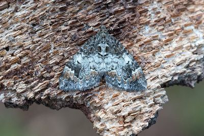 332 Trubbvinklad fältmätare - Dysstroma truncata