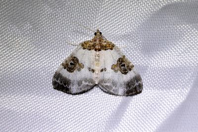 333 Tvåfärgad fältmätare - Plemyria rubiginata