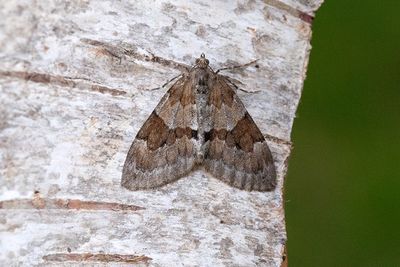 336 Violettgrå fältmätare - Thera obeliscata