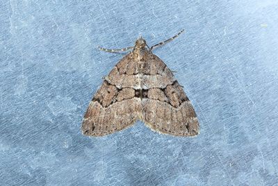 338 Gråbrun fältmätare - Thera cognata