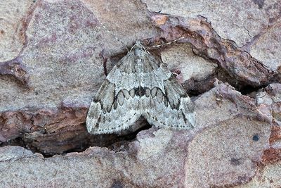 339 Enfältmätare - Thera juniperata