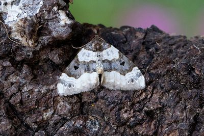 342 Ögonfläckad fältmätare - Cosmorhoe ocellata