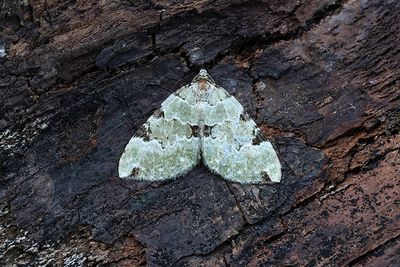 346 Gräsgrön fältmätare - Colostygia pectinataria