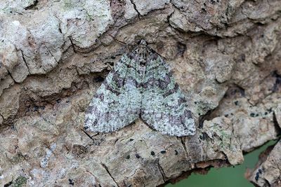 347 Vattrad fältmätare - Hydriomena furcata