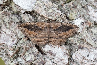 351 Svartbrun klaffmätare - Philereme transversata