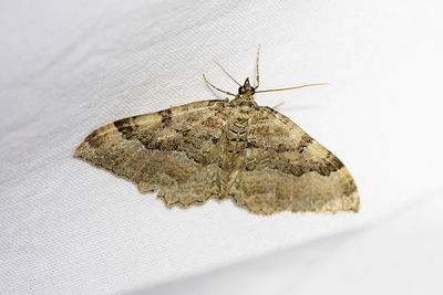 354 Berberistofsmätare - Hydria cervinalis