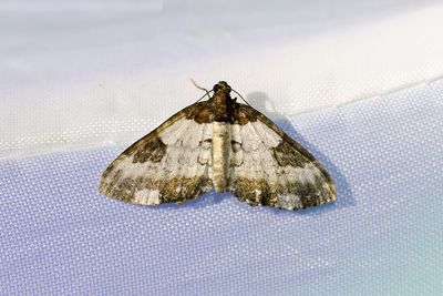 359 Klematisfältmätare - Melanthia procellata
