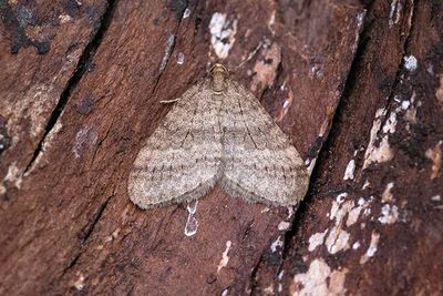 367 Mindre frostfjäril - Operopthera brumata