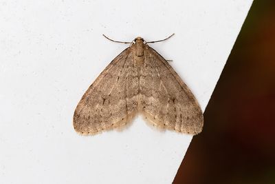 368 Större frostfjäril - Operophtera fagata