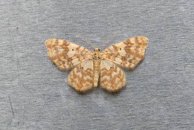 374 Ockragul älvmätare - Hydrelia flammeolaria