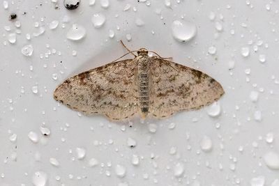 375 Alälvmätare - Hydrelia sylvata