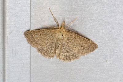 376 Brungul älvmätare - Euchoeca nebulata