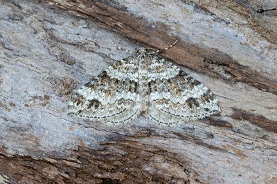379 Tvillingfläckad fältmätare - Mesotype didymata