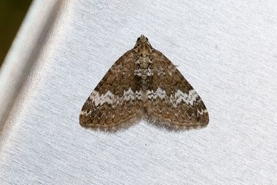 382 Dånfältmätare - Perizoma alchemillatum