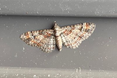 392 Tvåsporrig malmätare - Gymnoscelis rufifasciata