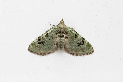 393 Kronmalmätare - Chloroclystis v-ata