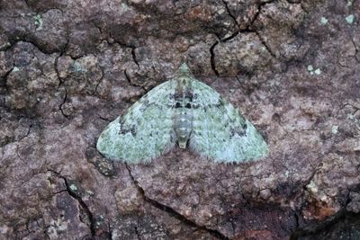 393 Kronmalmätare - Chloroclystis v-ata