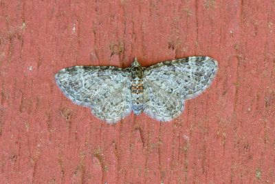 394 Slånmalmätare - Pasiphila chloerata