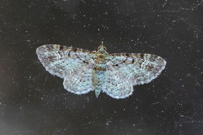395 Grön malätare - Pasiphila rectangulata