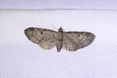 397 Pilmalmätare - Eupithecia tenuiata