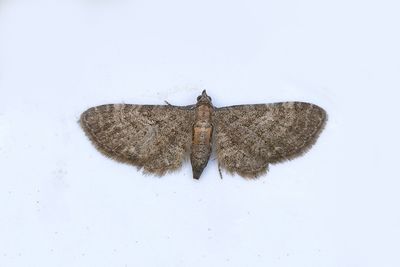 400 Klematismalmätare - Eupithecia haworthiata