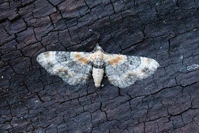 408 Gulsporrmalmätare - Eupithecia linariata