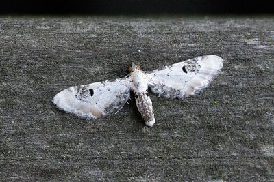 412 Klintmalmätare - Eupithecia centaureata