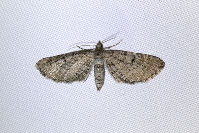 416 Grå enmalmätare - Eupithecia intricata