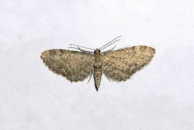 418 Vinkelmalmätare - Eupithecia vulgata