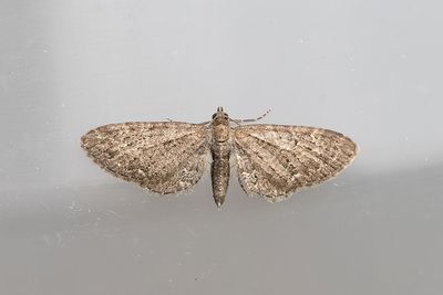 418 Vinkelmalmätare - Eupthecia vulgata